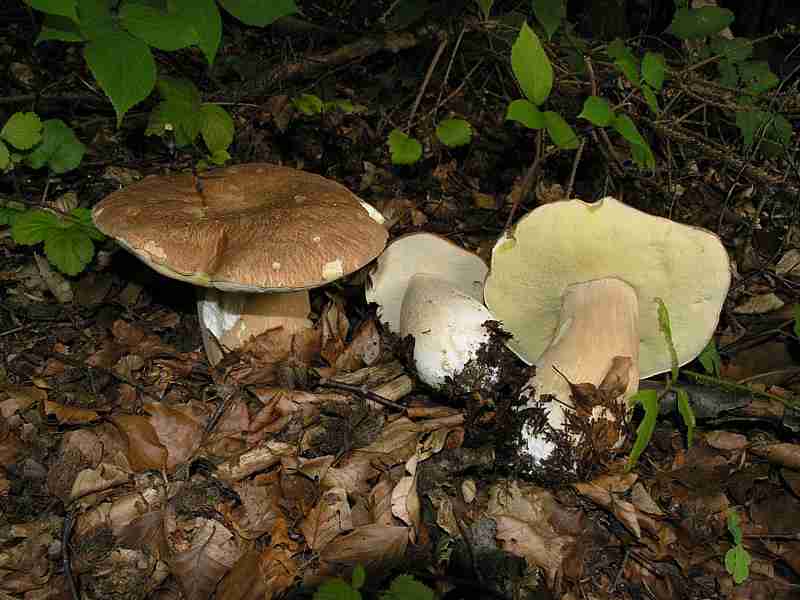  Image name: 202 Porcino.jpg 
 width: 800 pixel 
 height: 600 pixel 
 Size: 39797 bytes 
 Click to enlarge 